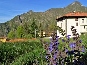 14 Salvia pratensis (Salvia dei prati) con vista sulle case di Tessi e verso il Monte Zucco